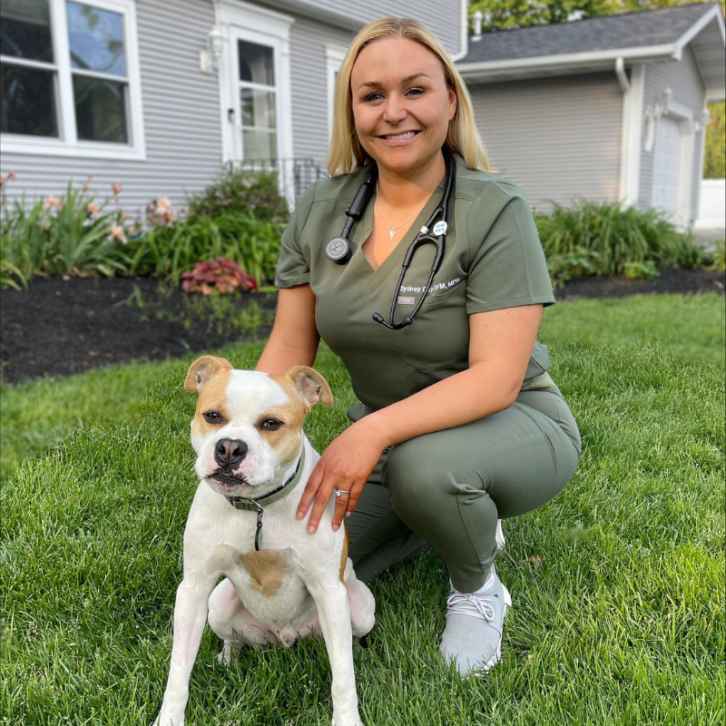 veterinary hospitals veterinary teams